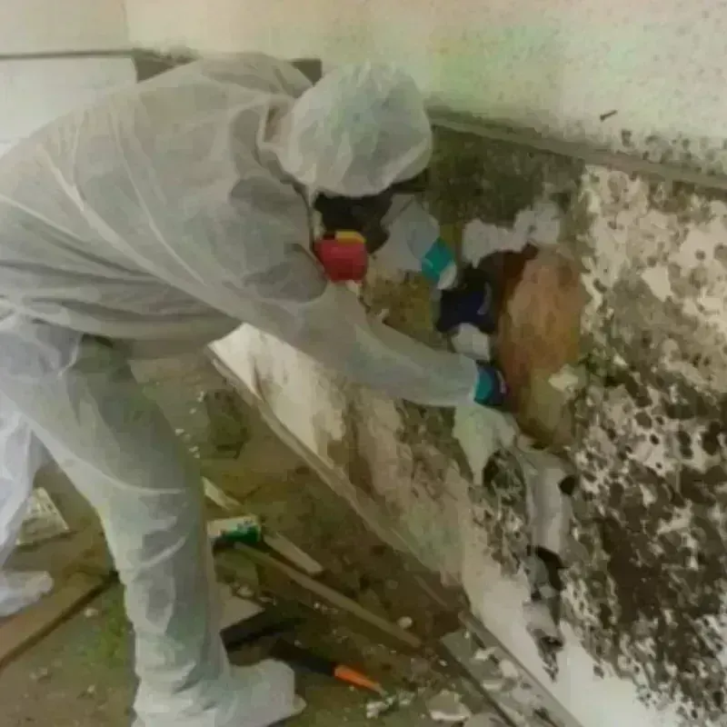 Mold Remediation and Removal in Northampton County, VA